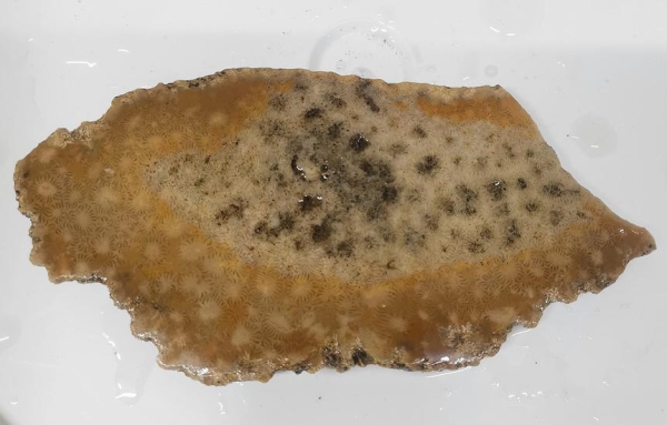 Slab Fossil Coral